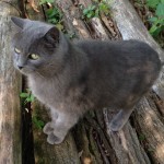 Artù