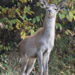 la_gigia2